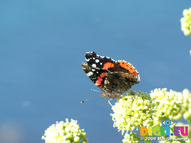 SX09145 Red Admiral butterfly (Vanessa atalanta)